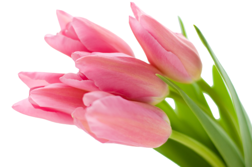 tulipany2