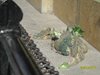 SAM_0434